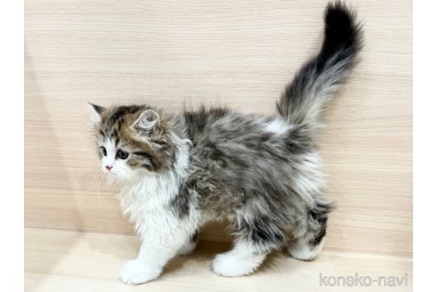 成約済の東京都のラガマフィン-98274の2枚目
